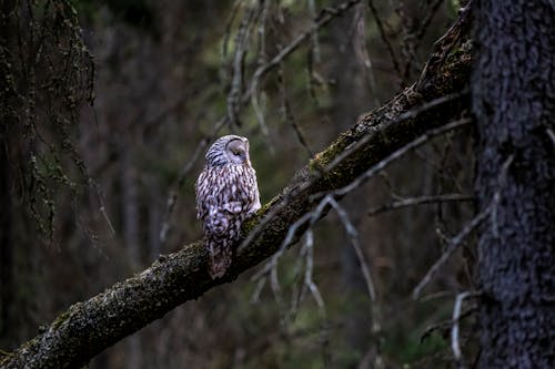 strix uralensis, 分支機構, 動物 的 免費圖庫相片