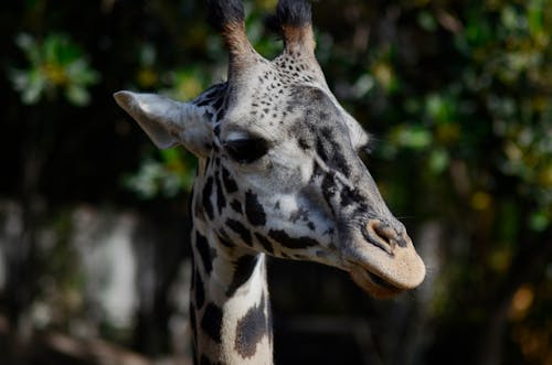 Imagine de stoc gratuită din a închide, animal, animal sălbatic