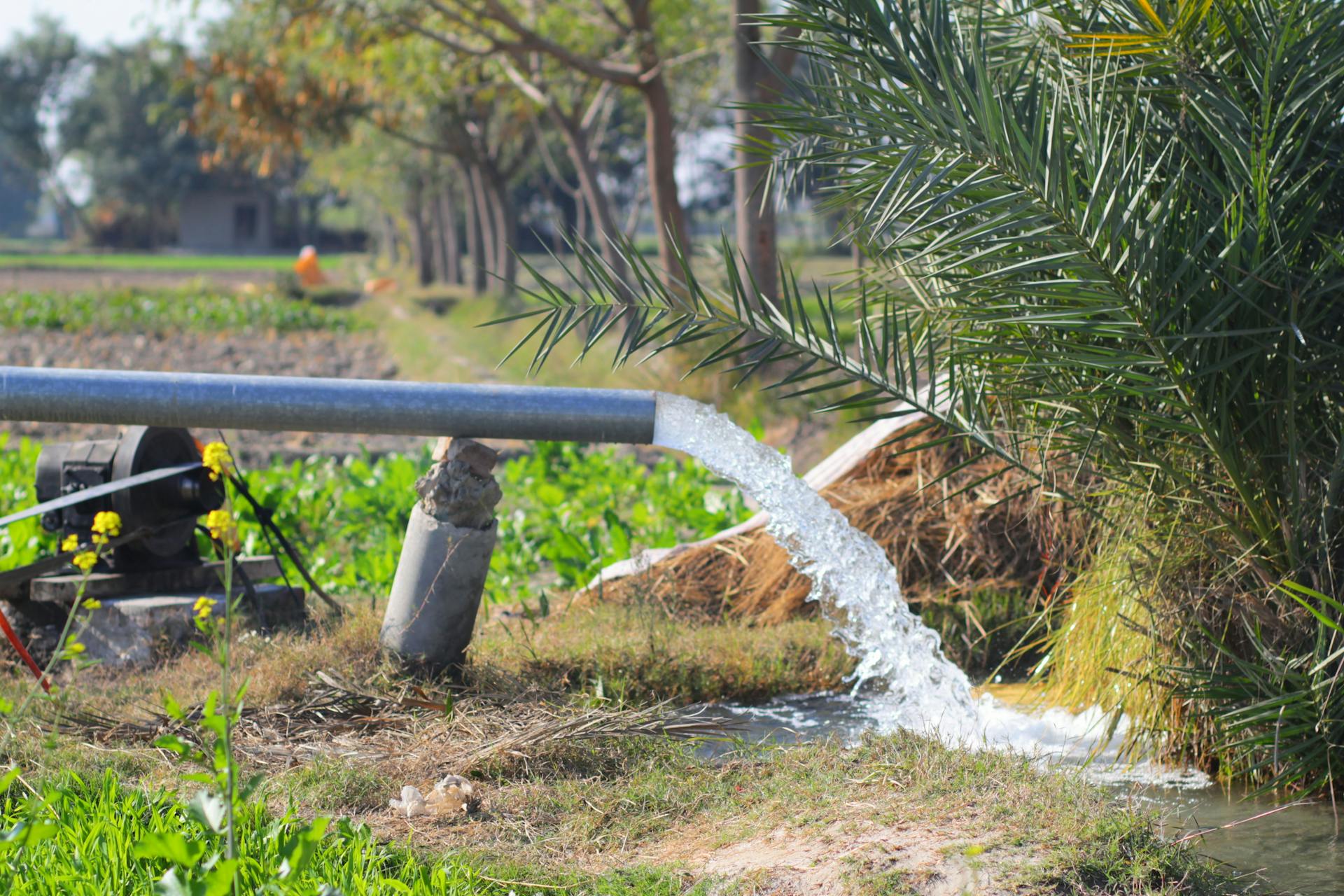 Water from irrigation pipe flowing in a lush rural field in Mehmood Kot, Punjab, Pakistan.