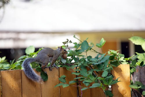 Close-Up of a Squirrel on a Wooden Fence 