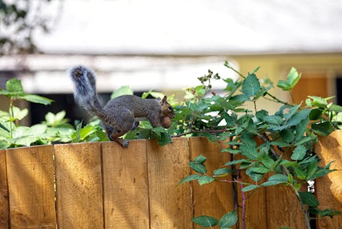 A Squirrel on a Wooden Fence 
