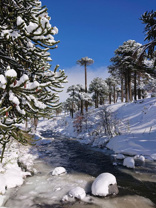 Gratuit Imagine de stoc gratuită din acoperit de zăpadă, apă curgătoare, arbori Fotografie de stoc