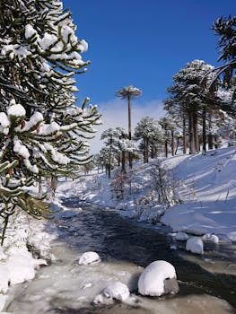 Winter landscape of a snow-covered forest and stream in Pino Hachado, Neuquén, Argentina.