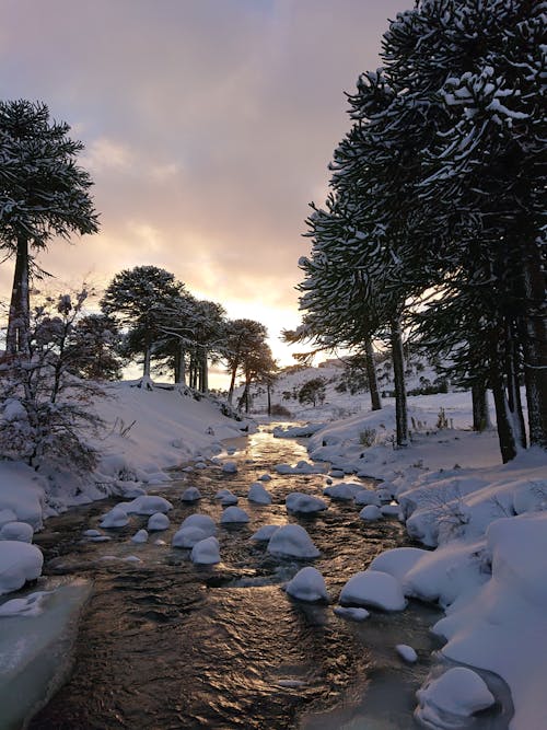 ağaçlar, akarsu, buz tutmuş içeren Ücretsiz stok fotoğraf