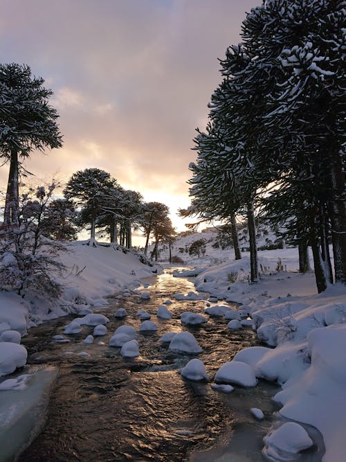 Snow Covered Trees and Ground Near a River