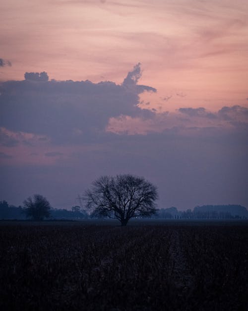 Gratis Immagine gratuita di alba, albero, campagna Foto a disposizione