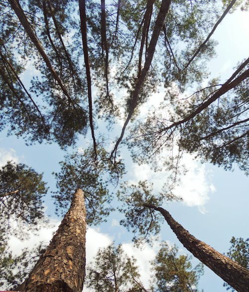 Foto stok gratis alam, bidikan sudut sempit, hutan