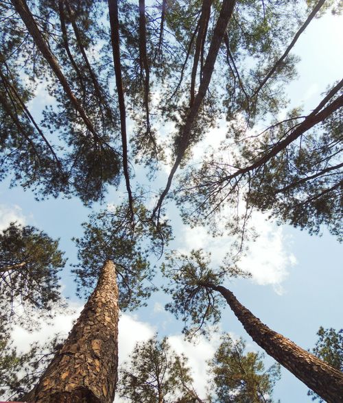 Free Upward view of tall trees in a forest in São José dos Campos, Brazil. Stock Photo
