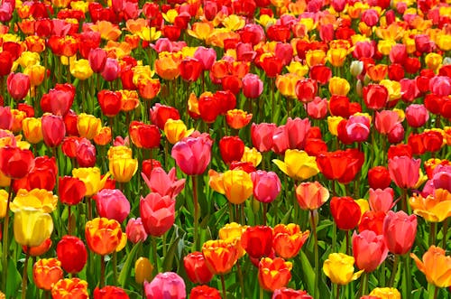 Безкоштовне стокове фото на тему «весна, квіти, квітка фотографії»