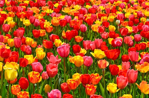 Foto profissional grátis de broto, campo de flores, flora