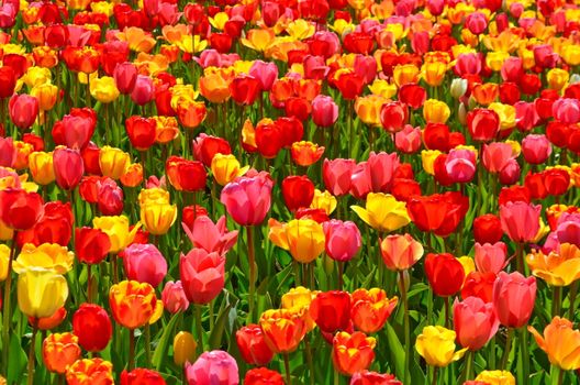 A colorful tulip field in full bloom, showcasing vibrant spring colors outdoors.