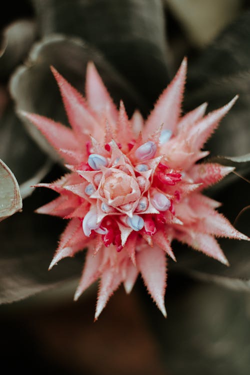 Δωρεάν στοκ φωτογραφιών με aechmea fasciata, ανθίζω, ανθισμένος