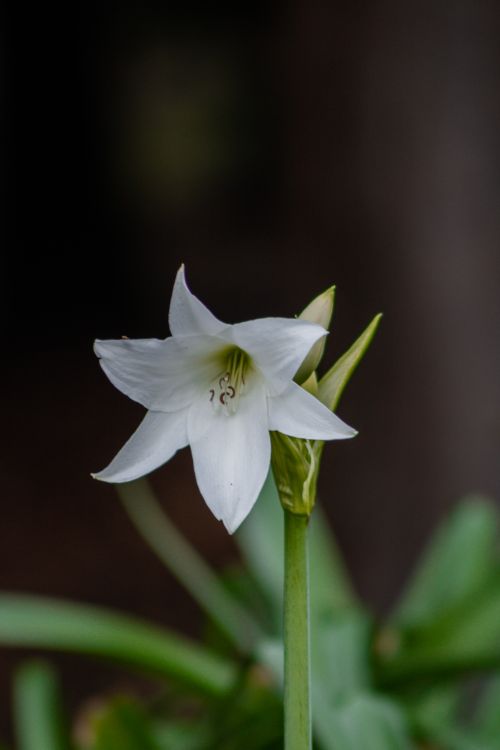 Free Close-up of a blooming white lily with green leaves in Bogotá, showcasing natural beauty. Stock Photo