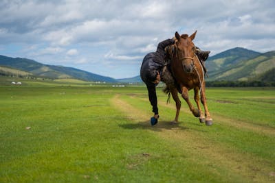 "Constitution Hill vs. Brighterdaysahead: Could the Champion Hurdle Crown Return to Statesman?"