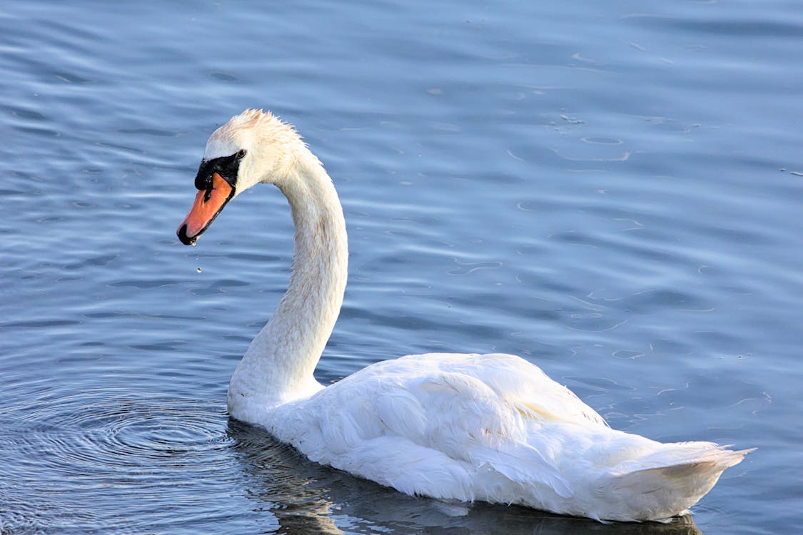 Základová fotografie zdarma na téma bílá labuť, detail, fotografování zvířat