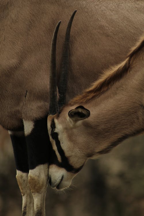 antilop, borazanlar, dikey atış içeren Ücretsiz stok fotoğraf