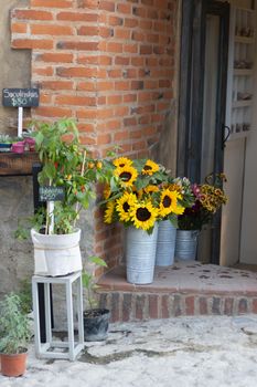 Beautiful sunflowers and plants on display against a rustic brick wall, creating a lively and inviting scene.
