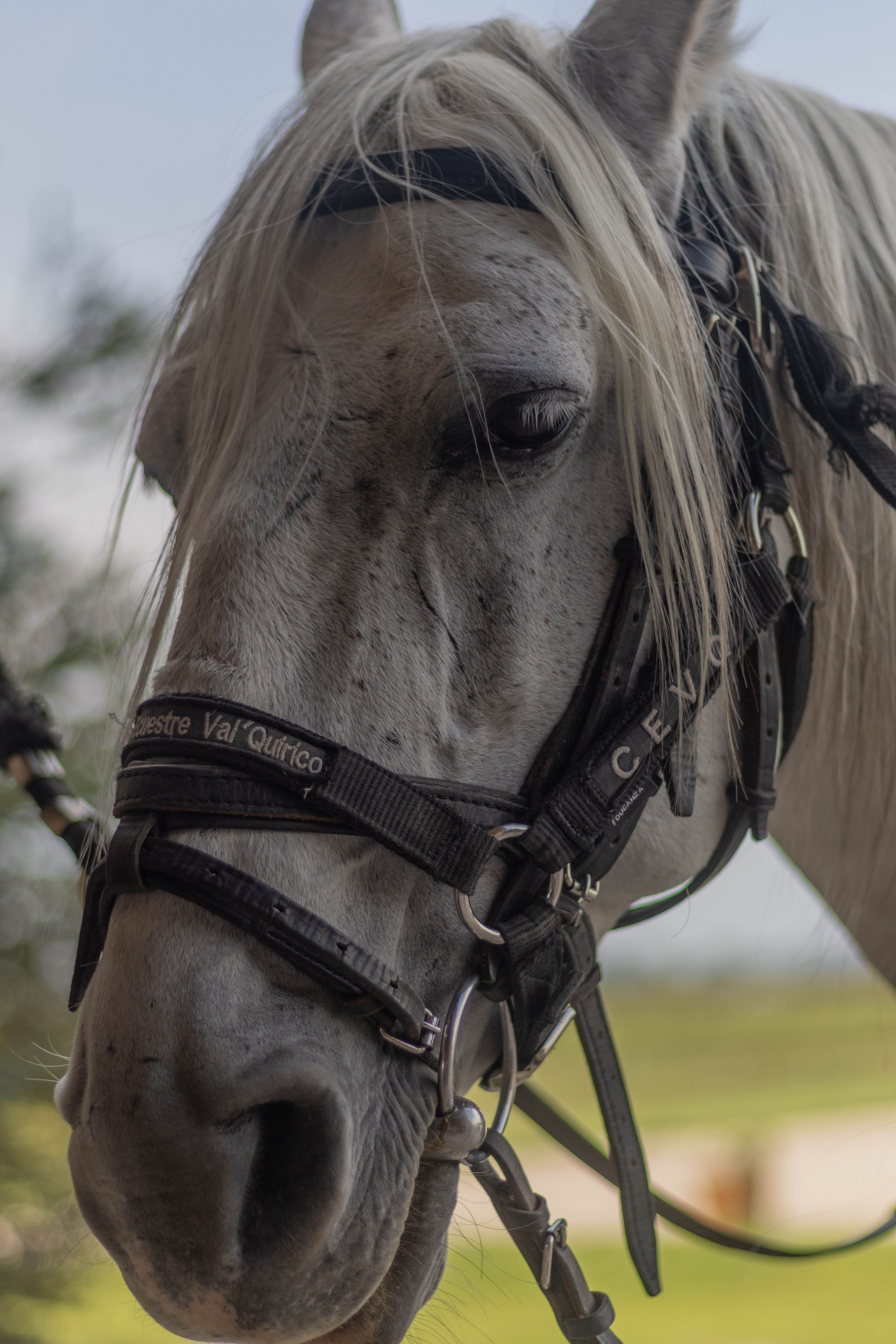 Fotomural Primer plano detallado de un hermoso caballo gris usando un cabezal, al aire libre en un día soleado.