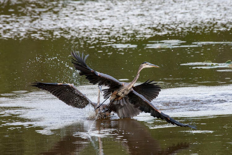 Close-Up Shot Of Herons