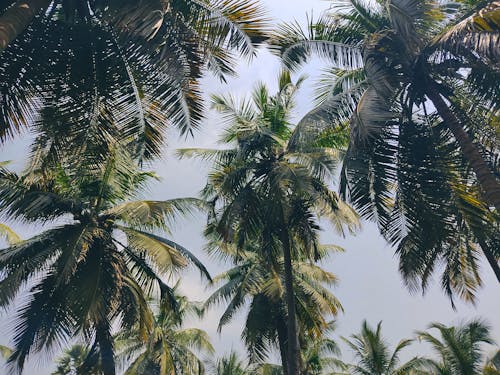 Kostenloses Stock Foto zu aufnahme von unten, himmel, kokosnussbäume