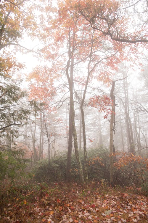 Foto d'estoc gratuïta de amb boira, arbres, boira