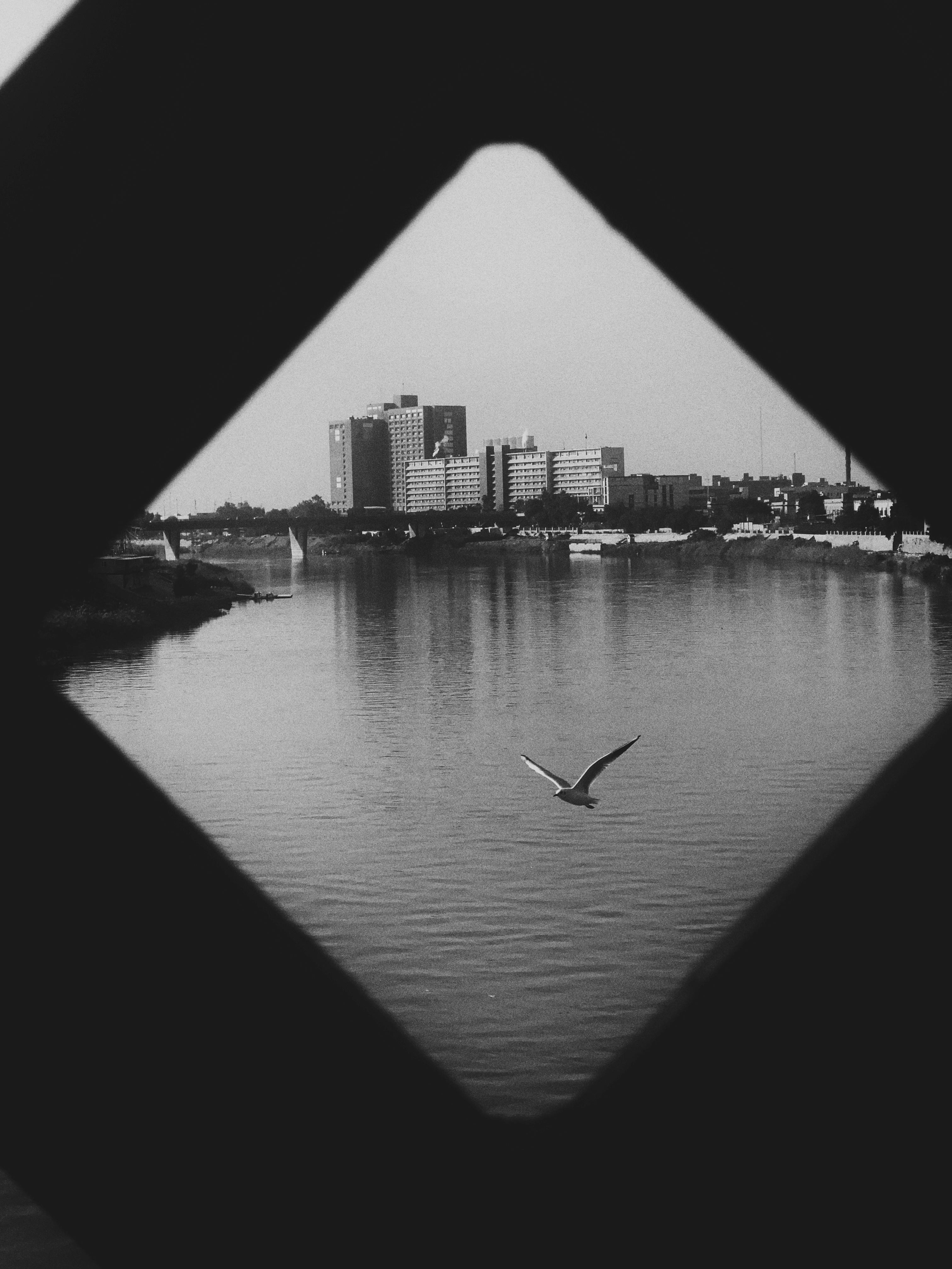 Black and white cityscape featuring buildings and a bird flying over a river, framed by bridge structure.