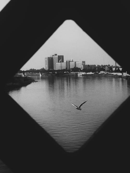 Grayscale Photo of a Bird Flying over the River