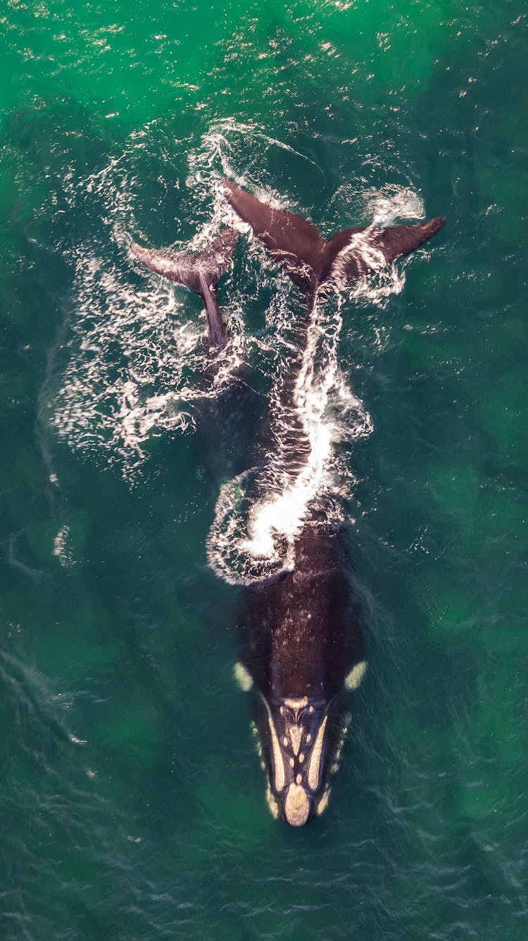 Humpback Mum With Calf In Ocean