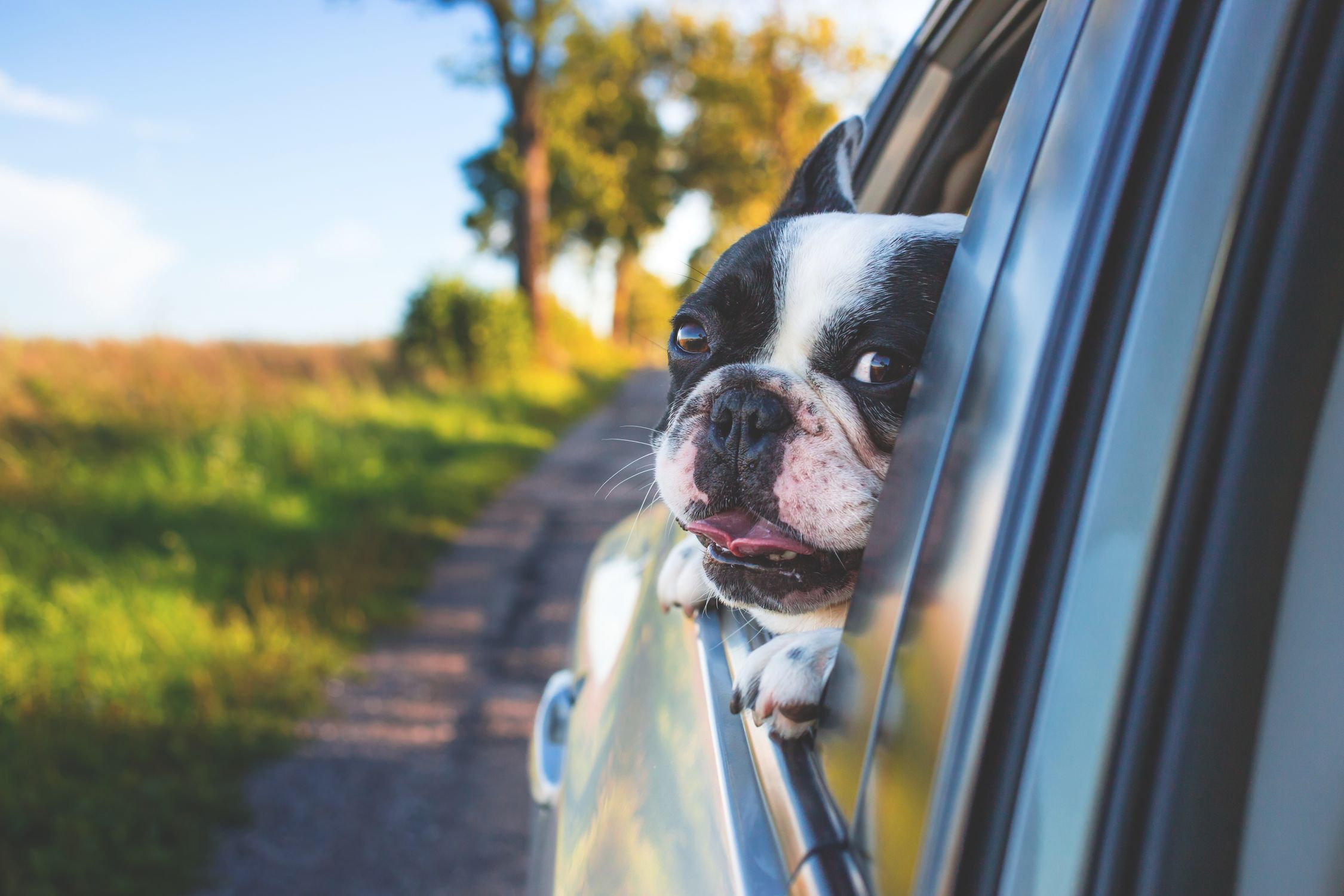 French Bulldog peeking out of car window on a sunny day