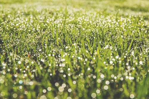 Безкоштовне стокове фото на тему «газон, дощ, зростання»