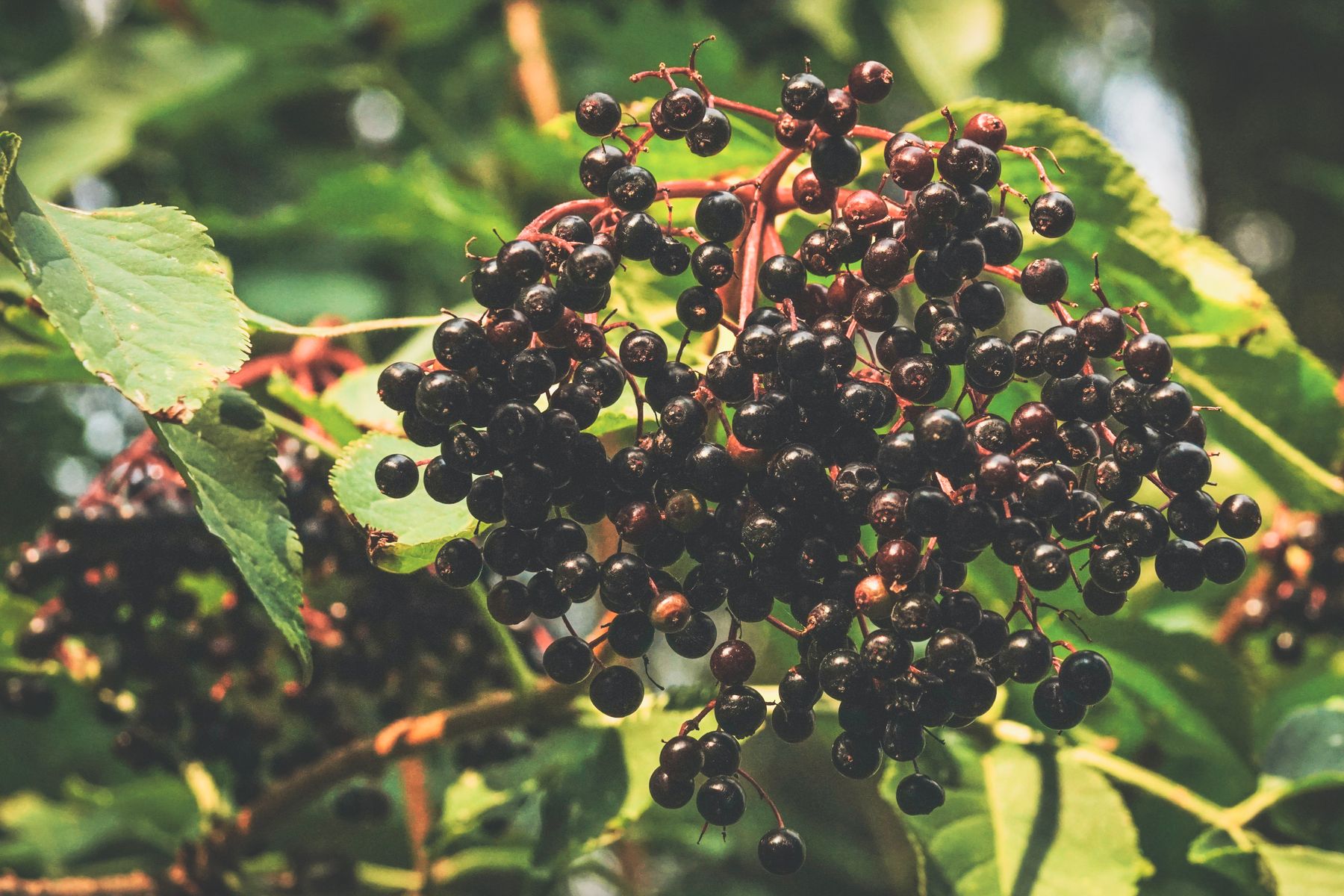 Ripe elderberries hanging among green leaves Ripe elderberries hanging among green leaves