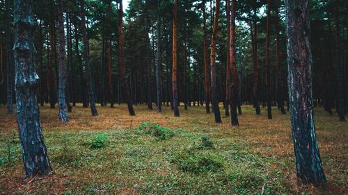 Free Explore the tranquility of a serene pine forest under daylight, showcasing tall trees and lush greenery. Stock Photo