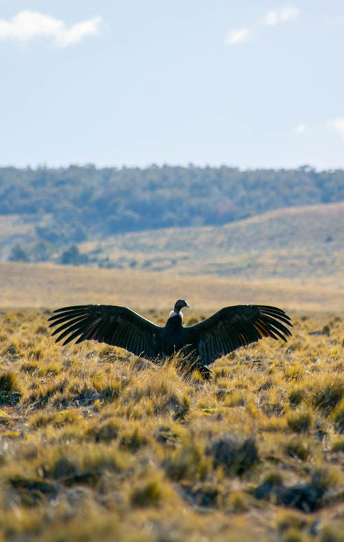 Condor In Tierra Del Furgo