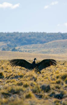 Majestic Andean Condor spreads its wings in the wilds of Tierra del Fuego, Argentina.