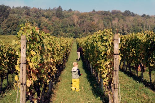 Photo of Girls in a Vineyard