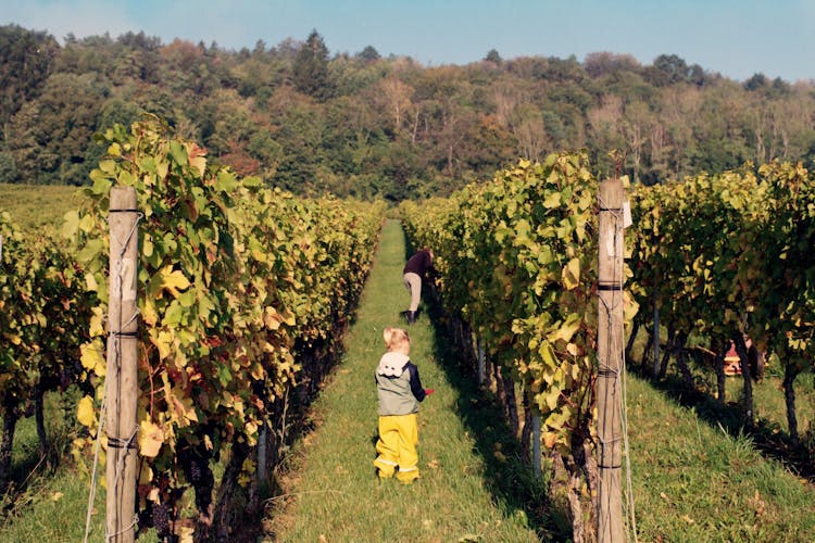 Photo Of Girls In A Vineyard