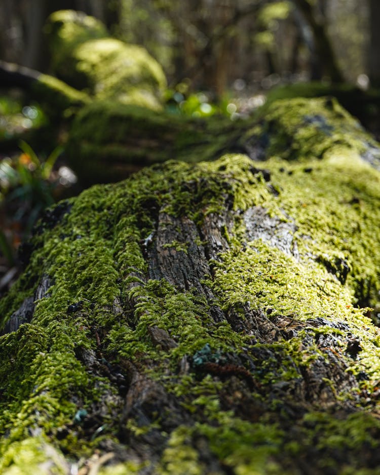 Close Up Of A Root With Moss