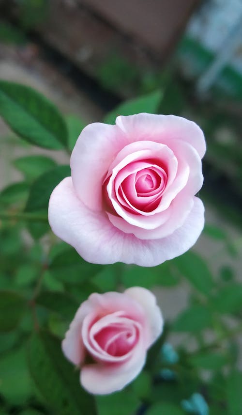 Foto d'estoc gratuïta de flor rosa, flora, florir