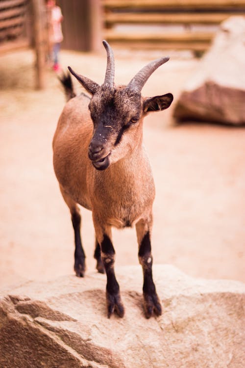 Фотография коричневого козла, стоящего на валуне