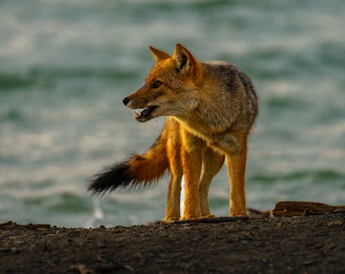 Close-Up Shot of a Fox 