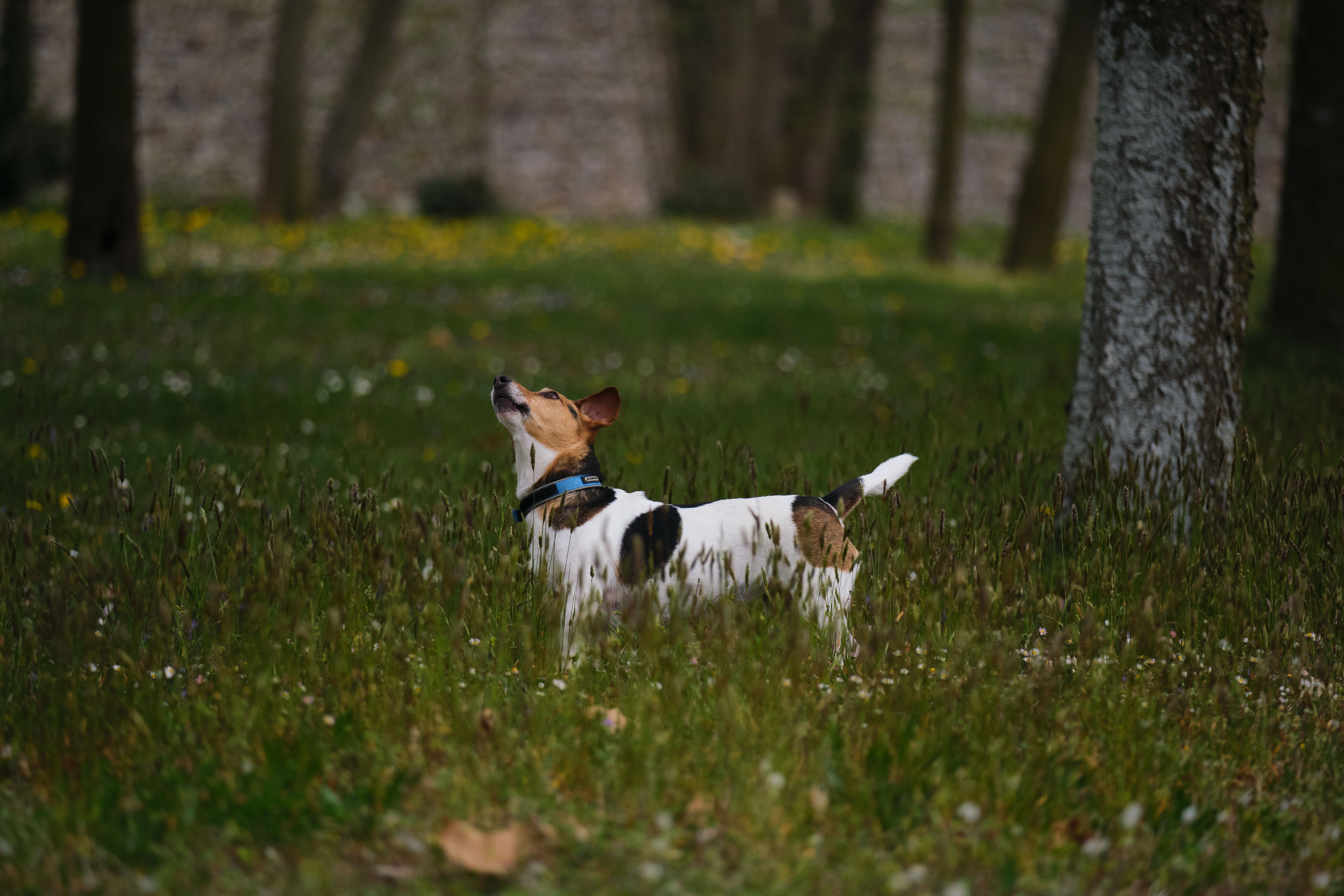 Picture of Dog In Tall Grass Photos, Download Free Dog In Tall Grass Stock Photos ...