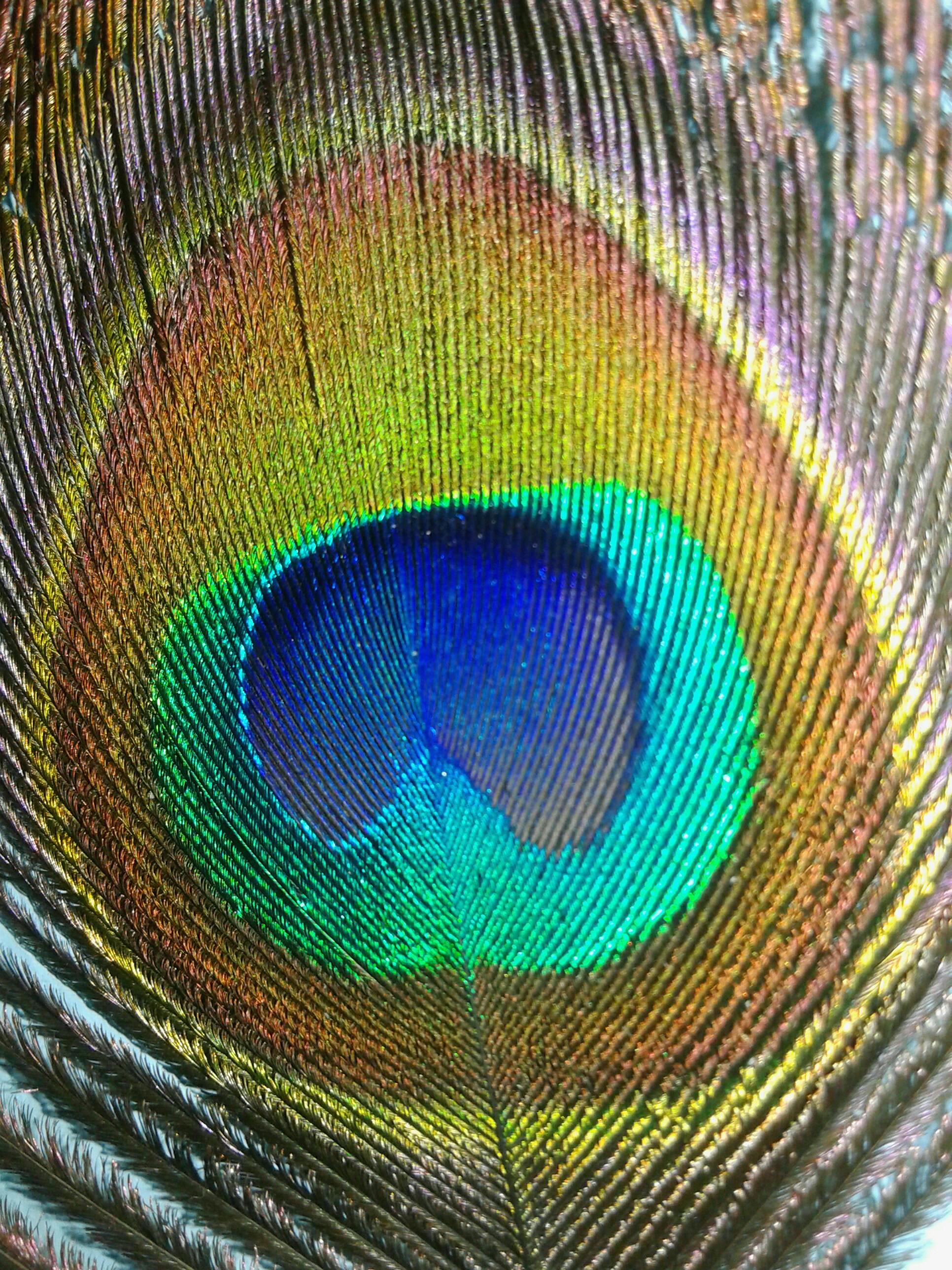 Free stock photo of peacock, wings