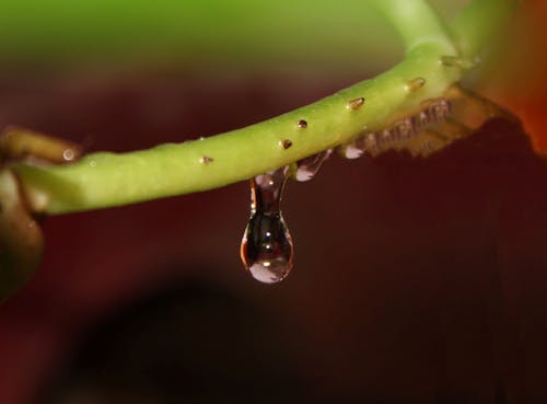 Photos gratuites de goutte, goutte d'eau, gouttelette