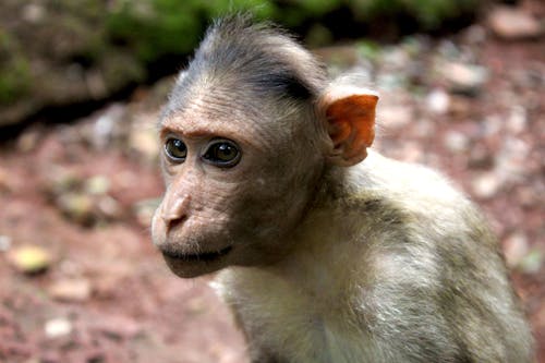 앉아 있는 원숭이의 무료 스톡 사진