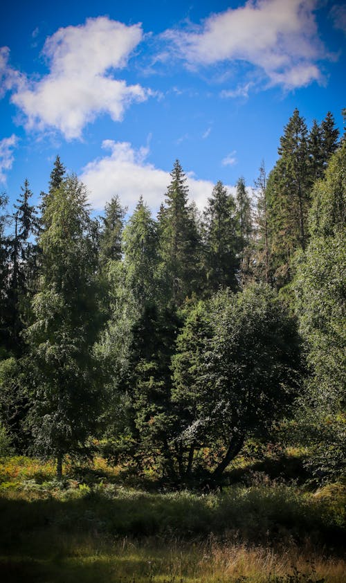 Trees in a Forest