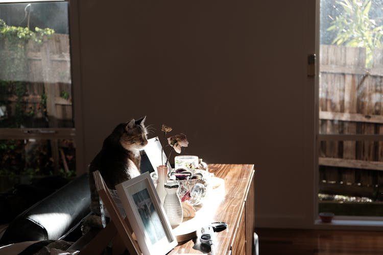 A Cat On A Console Table