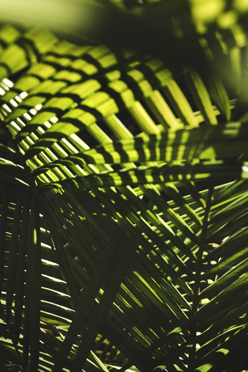 Free A detailed close-up of lush green palm leaves creating a natural pattern with light and shadows. Stock Photo