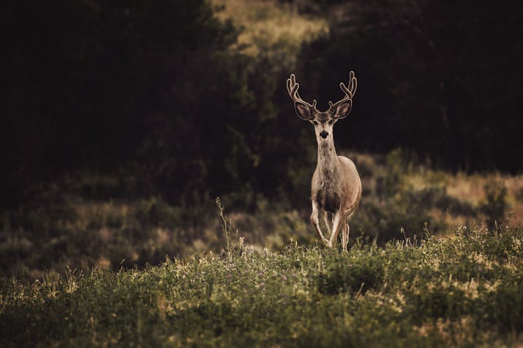 Deer At Night