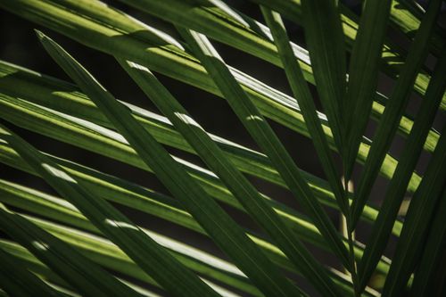 Free Close-up of vibrant green palm leaves illuminated by natural light, showcasing their intricate patterns. Stock Photo