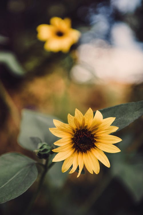 チルトショット, ひまわり, 咲くの無料の写真素材